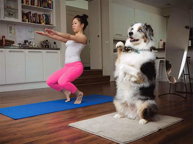 Học bài tập yoga cùng cô chủ.