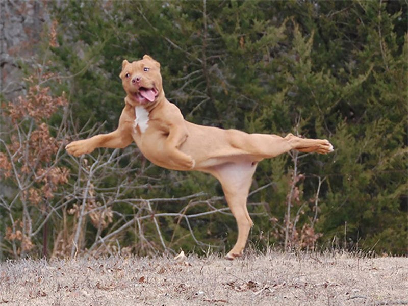 Võ thuật siêu hạng.