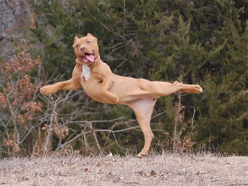 Võ thuật siêu hạng.