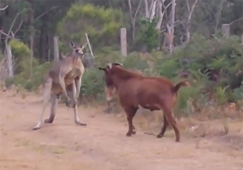 Dê “rảnh việc” trêu kangaroo tức điên ảnh 1