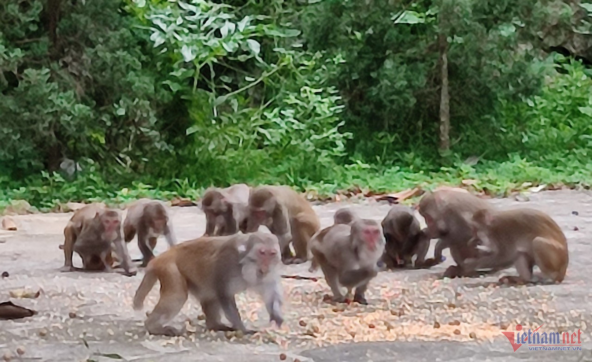 Ngoi chua dac biet o Thanh Hoa, moi ngay co dan khi hoang ru nhau ve-Hinh-5