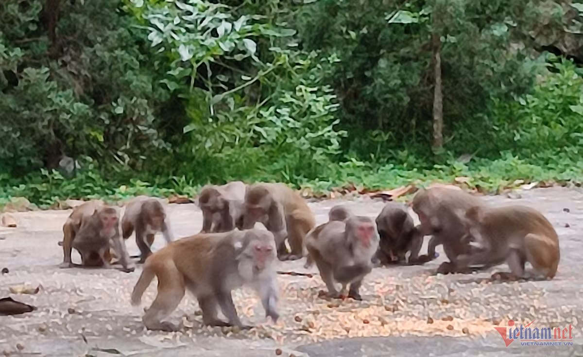 Ngoi chua dac biet o Thanh Hoa, moi ngay co dan khi hoang ru nhau ve-Hinh-5