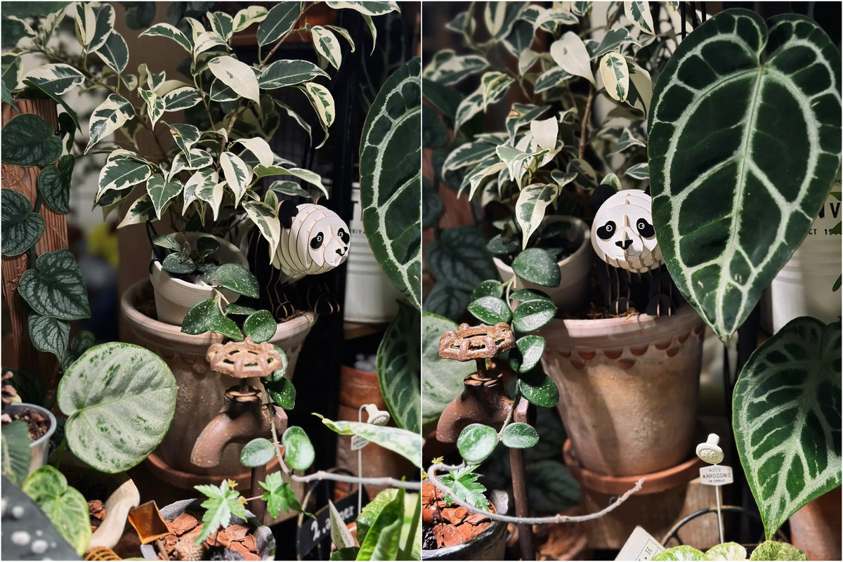 Co gai “ho bien” ban cong nho thanh khu vuon nhiet doi-Hinh-5