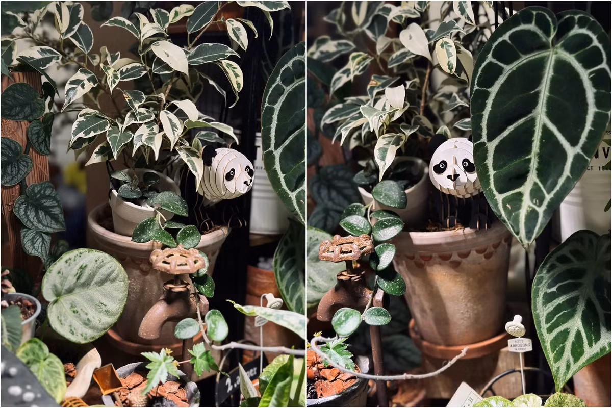 Co gai “ho bien” ban cong nho thanh khu vuon nhiet doi-Hinh-5