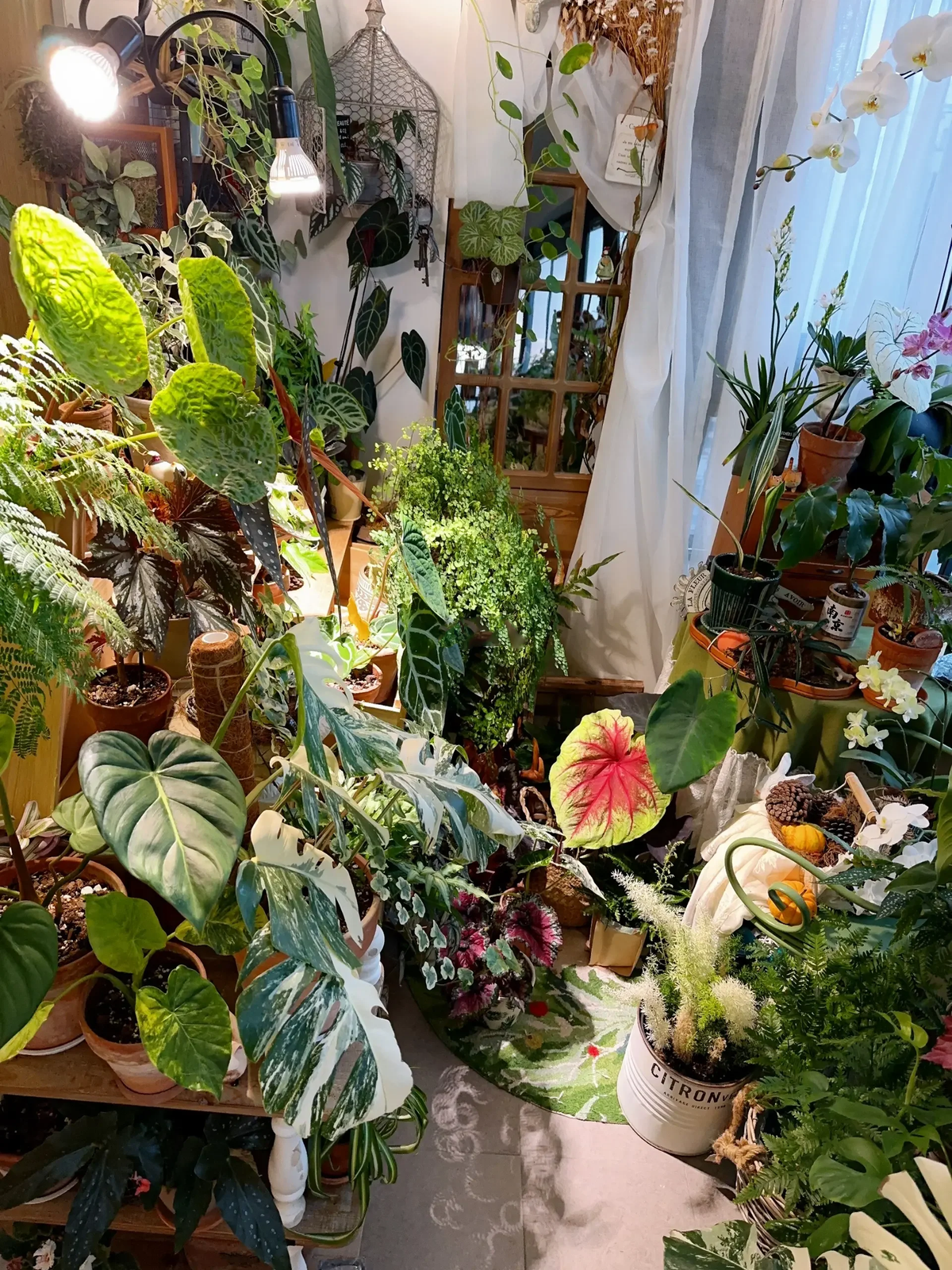 Co gai “ho bien” ban cong nho thanh khu vuon nhiet doi-Hinh-2