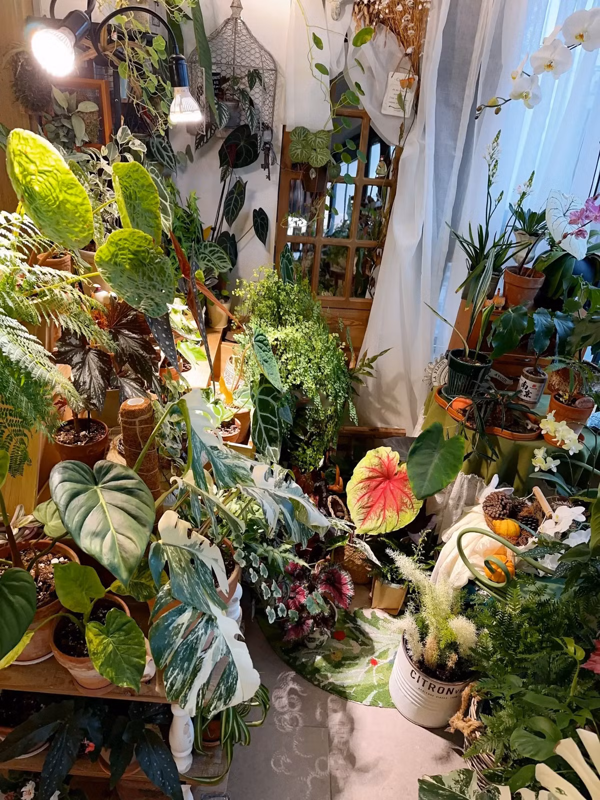 Co gai “ho bien” ban cong nho thanh khu vuon nhiet doi-Hinh-2