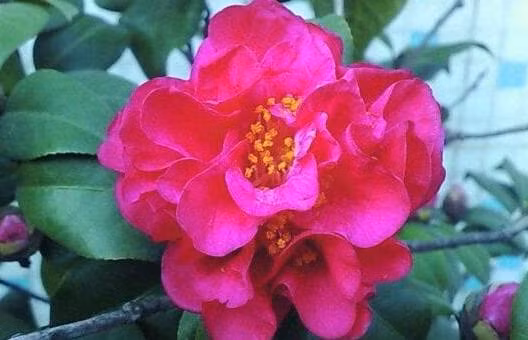 Tai sao khong trong hoa tra tai nha, y nghia phong thuy cua hoa tra-Hinh-4