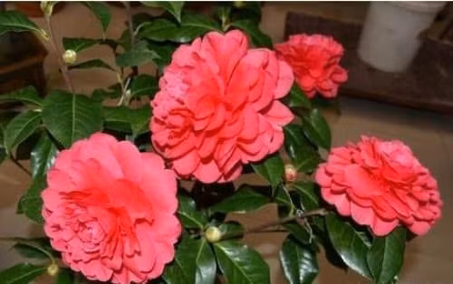 Tai sao khong trong hoa tra tai nha, y nghia phong thuy cua hoa tra-Hinh-3