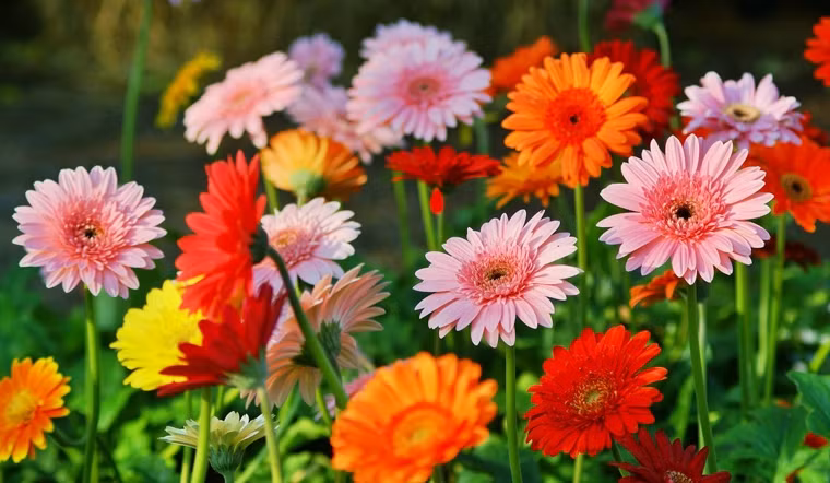 Sinh vao 4 thang Am lich nay, sap toi rong duong thang tien-Hinh-3