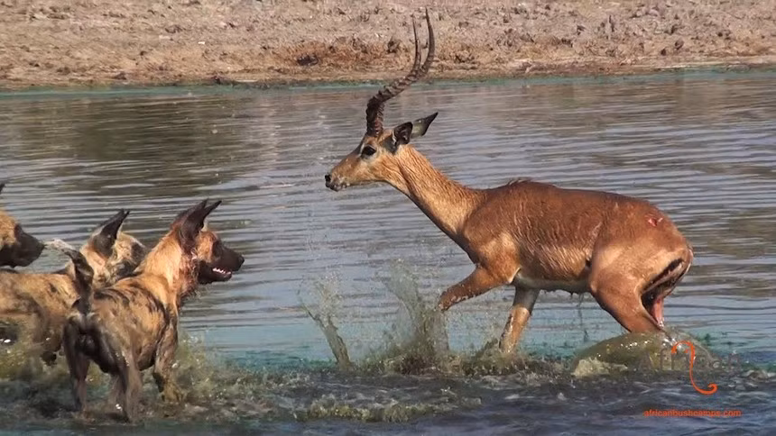 La con moi, chay di dau cung khong the thoat