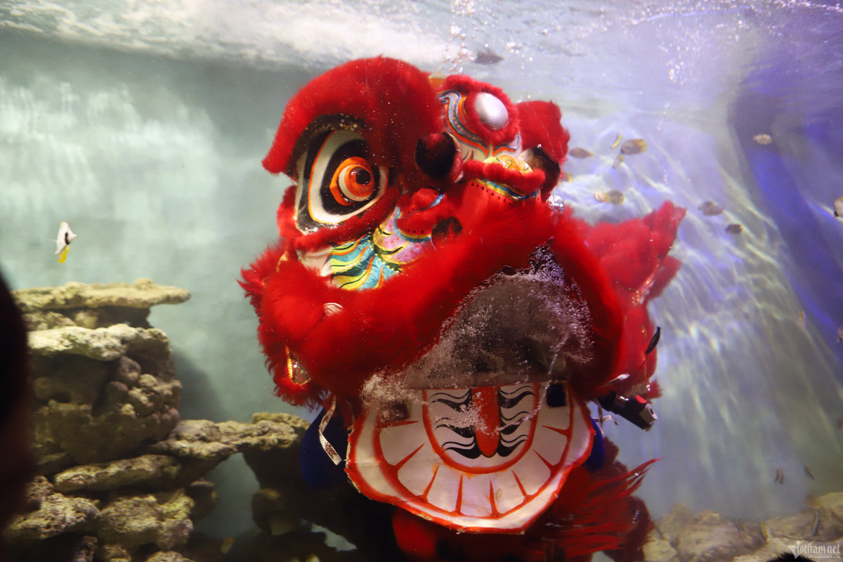 Những người biểu diễn là những kỹ thuật viên của Viện. Công việc thường ngày của họ là nghiên cứu, đảm nhiệm luôn việc theo dõi các loài sinh vật tại bể. Dịp Trung thu, các kỹ thuật viên thành những người biểu diễn múa lân, tạo thêm những điểm mới phục vụ mọi người khi vào viện tham quan, trong 2 ngày 28-29/9.