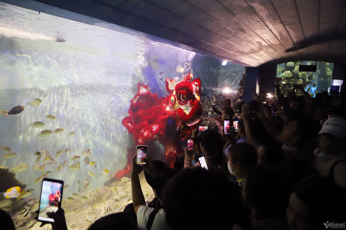 Sáng 28/9, Viện Hải dương học ở Nha Trang đông đúc người tới tham quan. Người lớn, trẻ nhỏ bị cuốn hút trước màn biểu diễn múa lân trong lòng đại dương ở Bảo tàng Hải dương học. 
