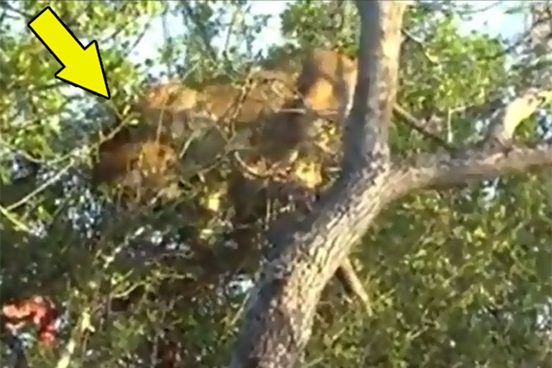 Clip: Sư tử bị mắc kẹt trên cây vì… quá ham ăn ảnh 1 Clip: Sư tử bị mắc kẹt trên cây vì… quá ham ăn ảnh 1