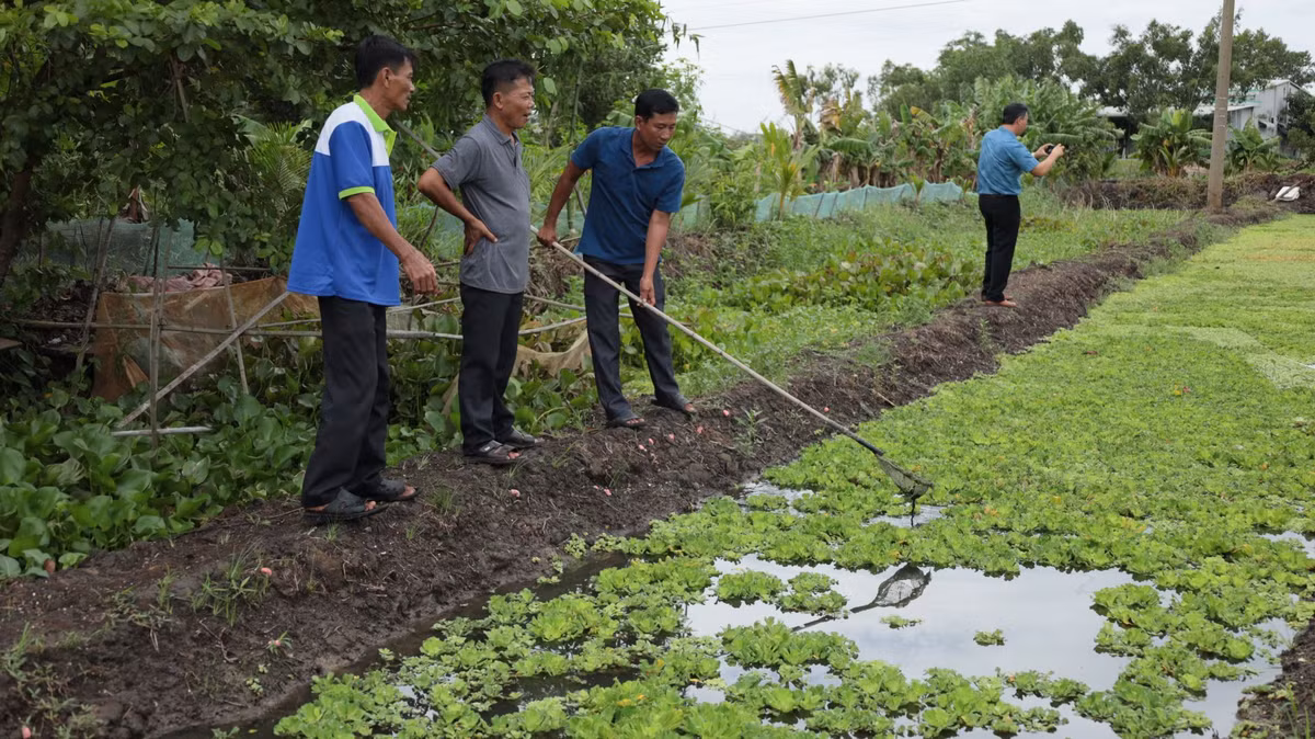 Nuoi oc buou den, ong nong dan Tay Ninh thu 10 trieu dong/thang