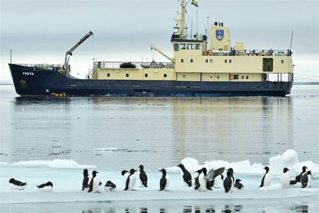 Phat hien chim canh cut mau vang ky la,“‘hiem co kho tim”-Hinh-5