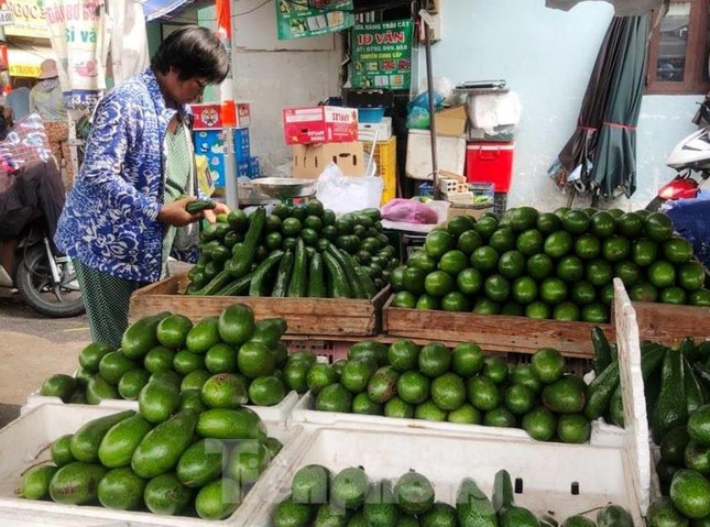 Bơ sáp từ Tây Nguyên đưa về chợ TPHCM chỉ có giá từ 20.000 đồng/kg