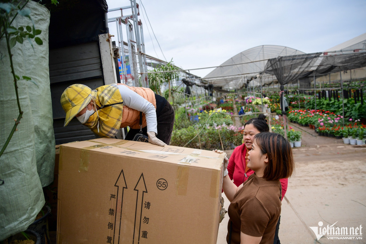 Chị Vân (mũ vàng) lấy hoa từ Văn Giang rồi thuê xe chở về Quảng Ninh để buôn bán. “Hoa ở đây giá rẻ, đa dạng nhiều loại. Năm nay giá thành ổn định, không chênh lệch so với những năm trước”, chị Vân nói.