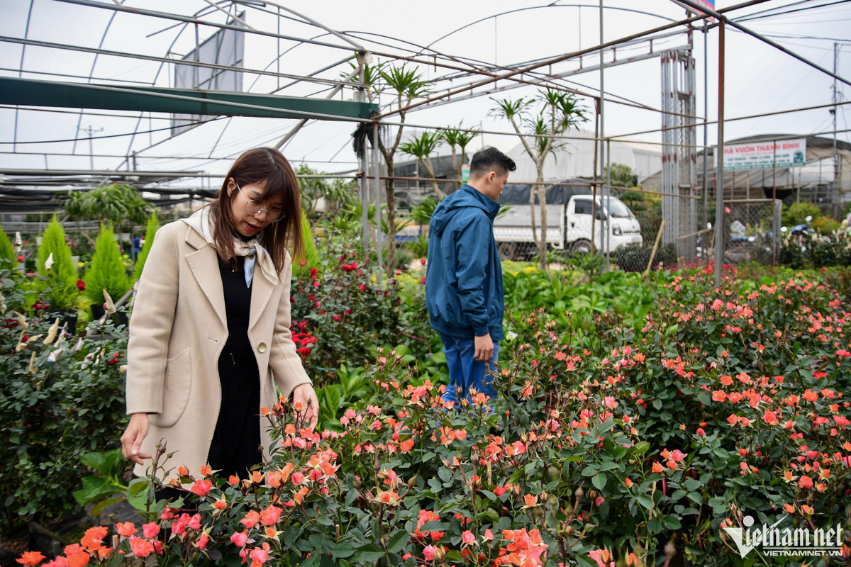 Chị Mai đi từ Hải Phòng xuống chợ hoa Văn Giang (Hưng Yên) để mua hoa trồng trong vườn nhà và ở công ty. “Hôm trước tôi đã xuống một lần rồi nhưng thấy hoa đẹp quá lại quay lại. Ở đây đa dạng nhiều loại, giá rẻ, như hoa hồng năm nay chỉ có giá 50.000 đồng/chậu, còn cẩm tú cầu khoảng 60.000-90.000 đồng/chậu”, người phụ nữ nói.