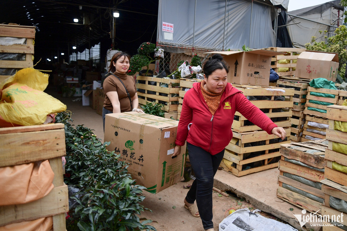 Từng thùng hoa được chị Tâm (áo nâu) đóng cẩn thận mang ra xe để chuyển đi tỉnh. “Hiện nay, cửa hàng có 10 nhân viên làm việc liên tục đến tối muộn. Khi hoa về, chúng tôi phân loại trước khách chỉ việc xuống đây chọn và chở đi. Giá hoa so với mọi năm vẫn giữ nguyên không có gì thay đổi nhiều”, chị nói.