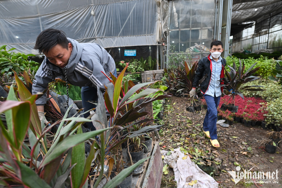 Những thương lái từ tỉnh xa có thể liên lạc mua bán qua điện thoại bằng việc gửi hình ảnh hoặc gọi video để chọn cây. Nhà vườn chốt đơn online rồi đóng gói, đặt xe cho khách. Nhiều khách tỉnh ở xa, vì vậy cũng không cần có mặt trực tiếp để giao dịch.