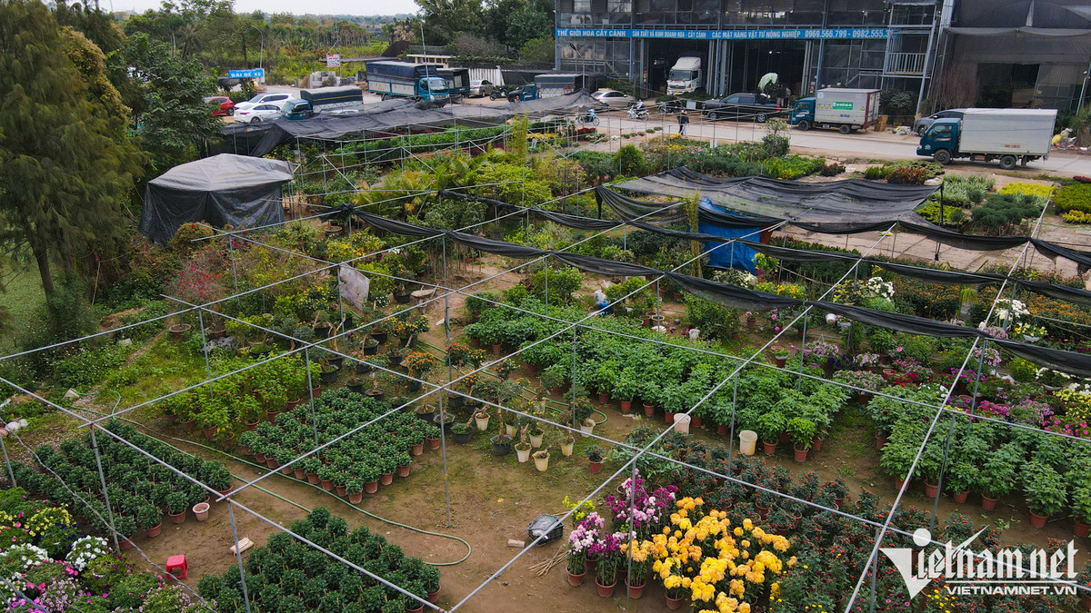 Trước thời điểm Tết Quý Mão 2023 chưa đầy một tháng, chợ hoa Xuân Quan (Văn Giang, Hưng Yên) nhộn nhịp người mua kẻ bán. Dọc con đường đê bao quanh sông Hồng, hàng dài xe tải nối đuôi nhau đổ về giao dịch, vận chuyển.