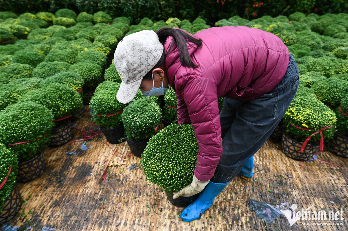 Phần lớn các loại cây ở chợ hoa Xuân Quan được trồng tại nhà vườn các làng hoa lân cận, trừ các loại đặc trưng như cúc mâm xôi thì nhập về từ Bến Tre, còn phong lan nhập ngoại... "Ở đây là chợ đầu mối nên chúng tôi phải đảm bảo đa dạng mẫu mã cho khách hàng lựa chọn. Tiểu thương từ xa đến mua, họ đi quanh chợ một vòng là đủ cây bán Tết. Duy trì sự phong phú cũng là cách giữ chân khách", chị Hoa (bán hàng) chia sẻ.