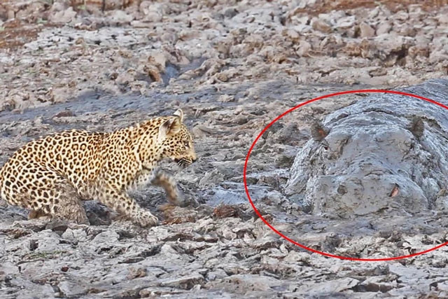 CLIP: Bao hoa mai di san ca tre, dung nham ‘quai thu’ khong lo