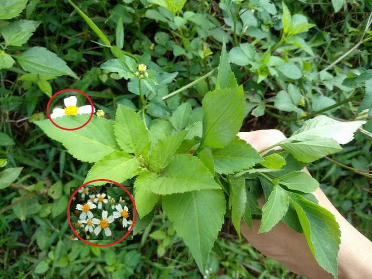 Cây hoa dại mọc đầy Việt Nam, thế giới săn lùng chữa bệnh Cay hoa dai moc day Viet Nam, the gioi san lung chua benh