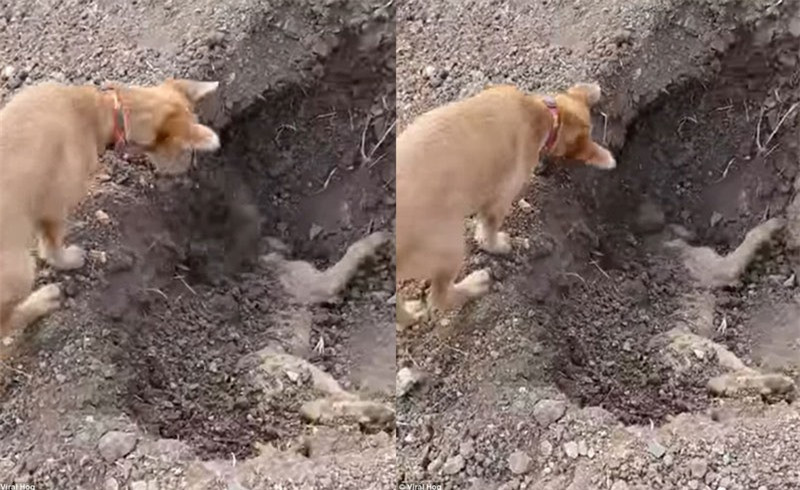 Clip: Cảm động trước cảnh chú chó đào huyệt chôn đồng loại ảnh 1