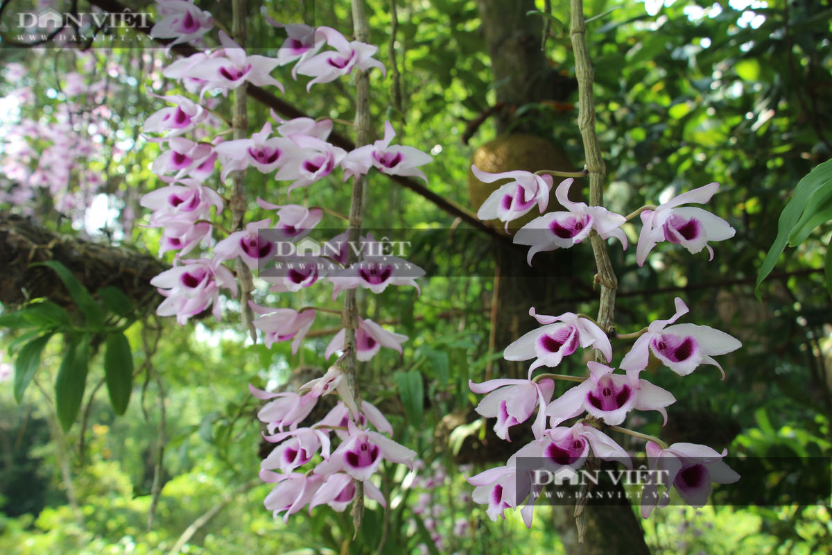 Cay nhan co thu o Nam Dinh no kin hoa lan phi diep tim-Hinh-4