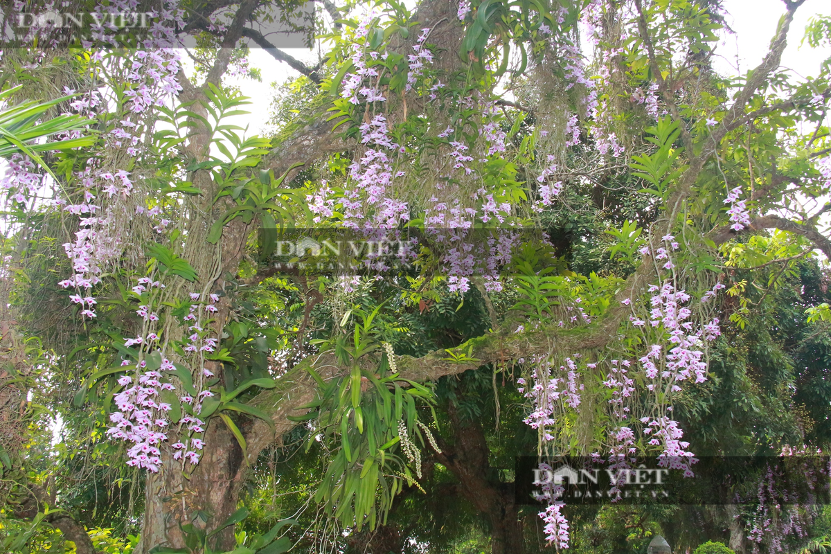 Cay nhan co thu o Nam Dinh no kin hoa lan phi diep tim-Hinh-7