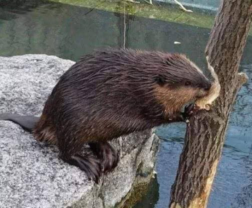 Loai vat 'ngu ngoc' nhat the gioi, IQ thap den muc sap tuyet chung-Hinh-4