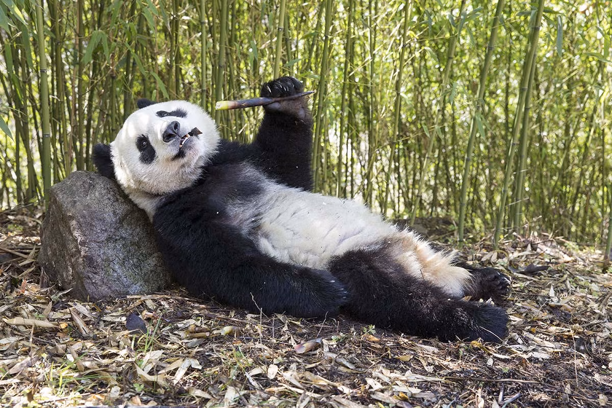 Tai sao nguoi xua khong thuan hoa gau truc khong lo lam thu cung?-Hinh-3