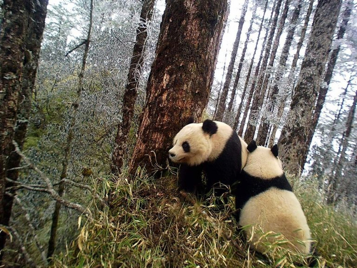 Tai sao nguoi xua khong thuan hoa gau truc khong lo lam thu cung?-Hinh-6