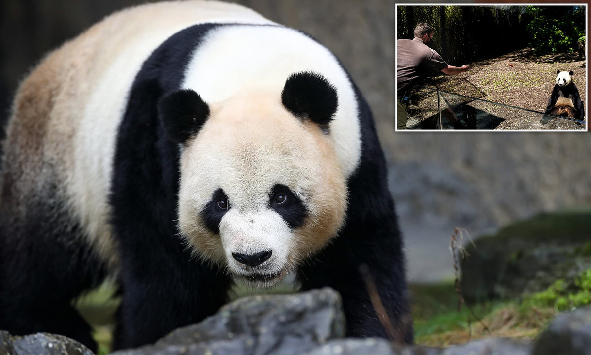 Tai sao nguoi xua khong thuan hoa gau truc khong lo lam thu cung?-Hinh-8