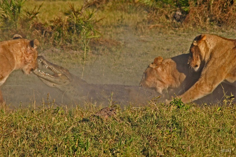 Trong tình cảnh “một chọi một” thì con cá sấu chẳng hề sợ hãi khi bị sư tử tấn công. Thế nhưng, khi bị cả 3 con mèo lớn “đánh hội đồng”, con cá sấu đã bị thất thế hoàn toàn.