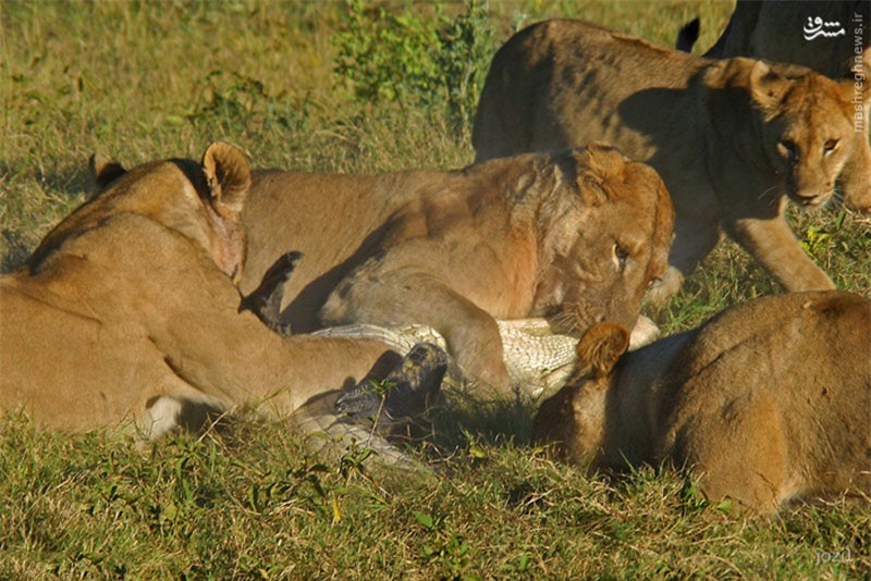 Mặc dù đã cố gắng hết sức để chống trả, song trước sức mạnh của bầy sư tử, con cá sấu đành phải bỏ mạng đầy tiếc nuối.