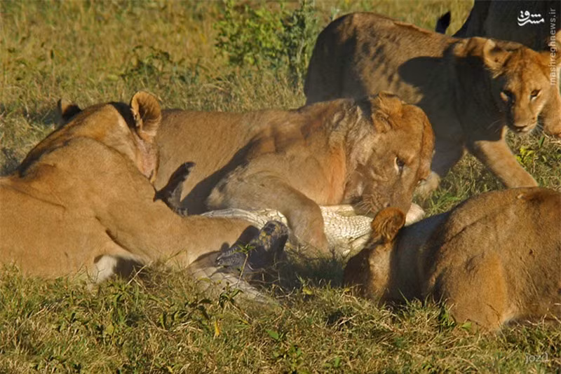 Mặc dù đã cố gắng hết sức để chống trả, song trước sức mạnh của bầy sư tử, con cá sấu đành phải bỏ mạng đầy tiếc nuối.