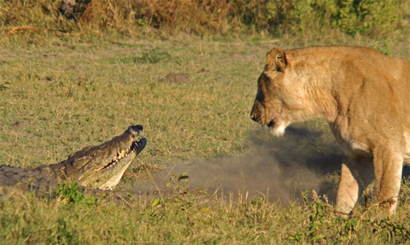 Trước đó, không hiểu vì lý do gì mà con cá sấu lại bò lên bờ và nằm ở vị trí cách khá xa con sông. Chính vì vậy, nó đã rơi vào tầm tấn công của con sư tử.