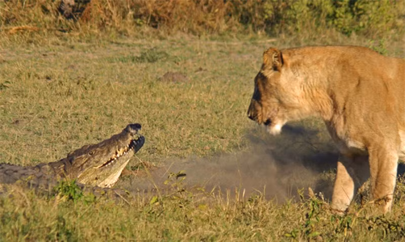 Trước đó, không hiểu vì lý do gì mà con cá sấu lại bò lên bờ và nằm ở vị trí cách khá xa con sông. Chính vì vậy, nó đã rơi vào tầm tấn công của con sư tử.