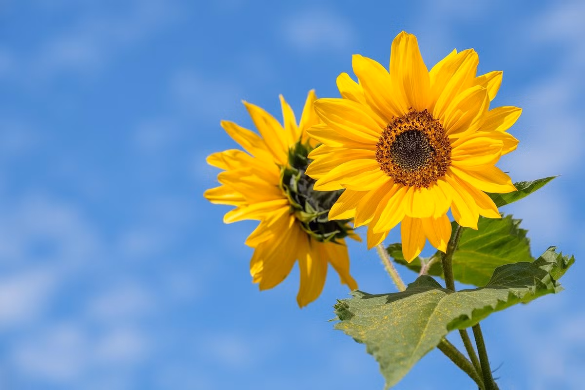 Sinh vao 4 thang Am lich nay, gioi quan sat, nam bat co hoi