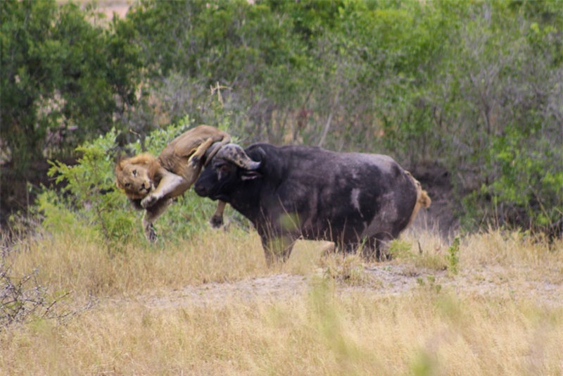 Clip: Dính đòn đau của trâu rừng, sư tử vội vàng bỏ chạy ảnh 1