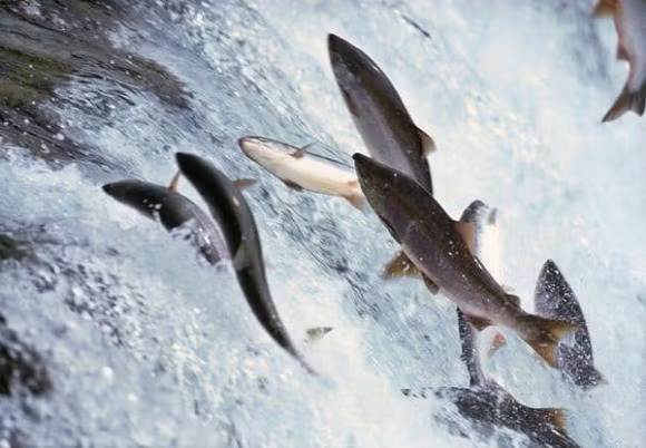 Sau khi song chay ra bien, luong lon ca nuoc ngot da di dau?-Hinh-3