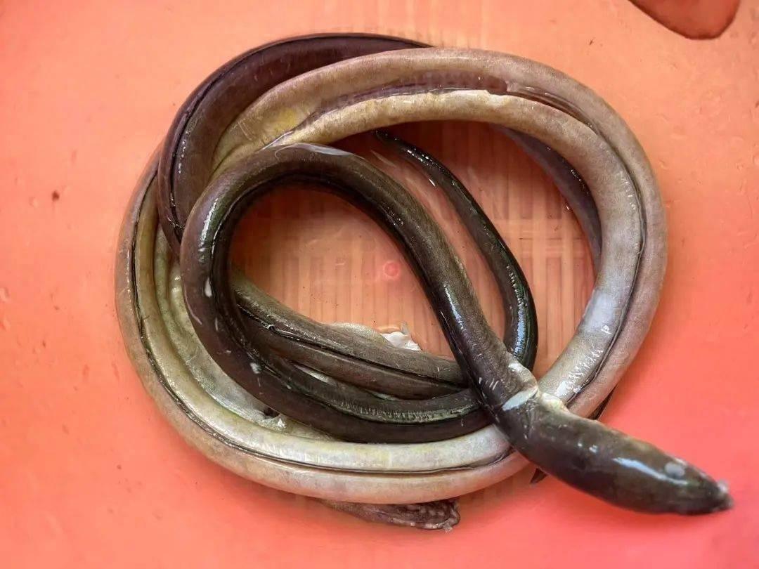 Mách bạn cách chế biến món ngon bổ thận từ lươn - Hình 3 Mach ban cach che bien mon ngon bo than tu luon-Hinh-3