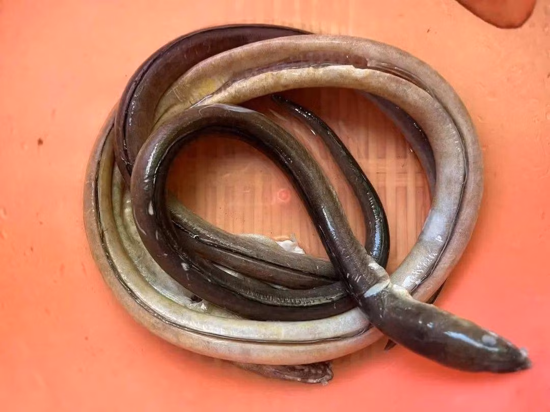 Mach ban cach che bien mon ngon bo than tu luon-Hinh-3