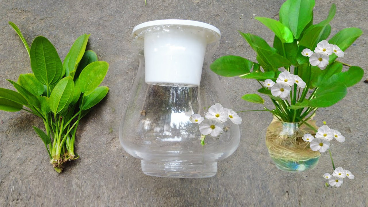 5 loai cay thuy sinh co hoa sieu dep lai de cham-Hinh-3