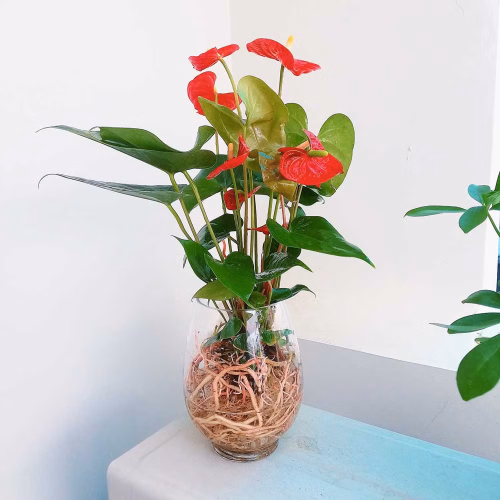 5 loai cay thuy sinh co hoa sieu dep lai de cham-Hinh-5