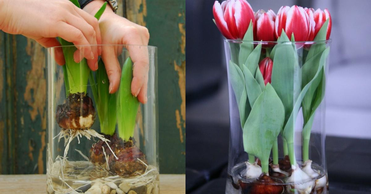 5 loai cay thuy sinh co hoa sieu dep lai de cham-Hinh-4