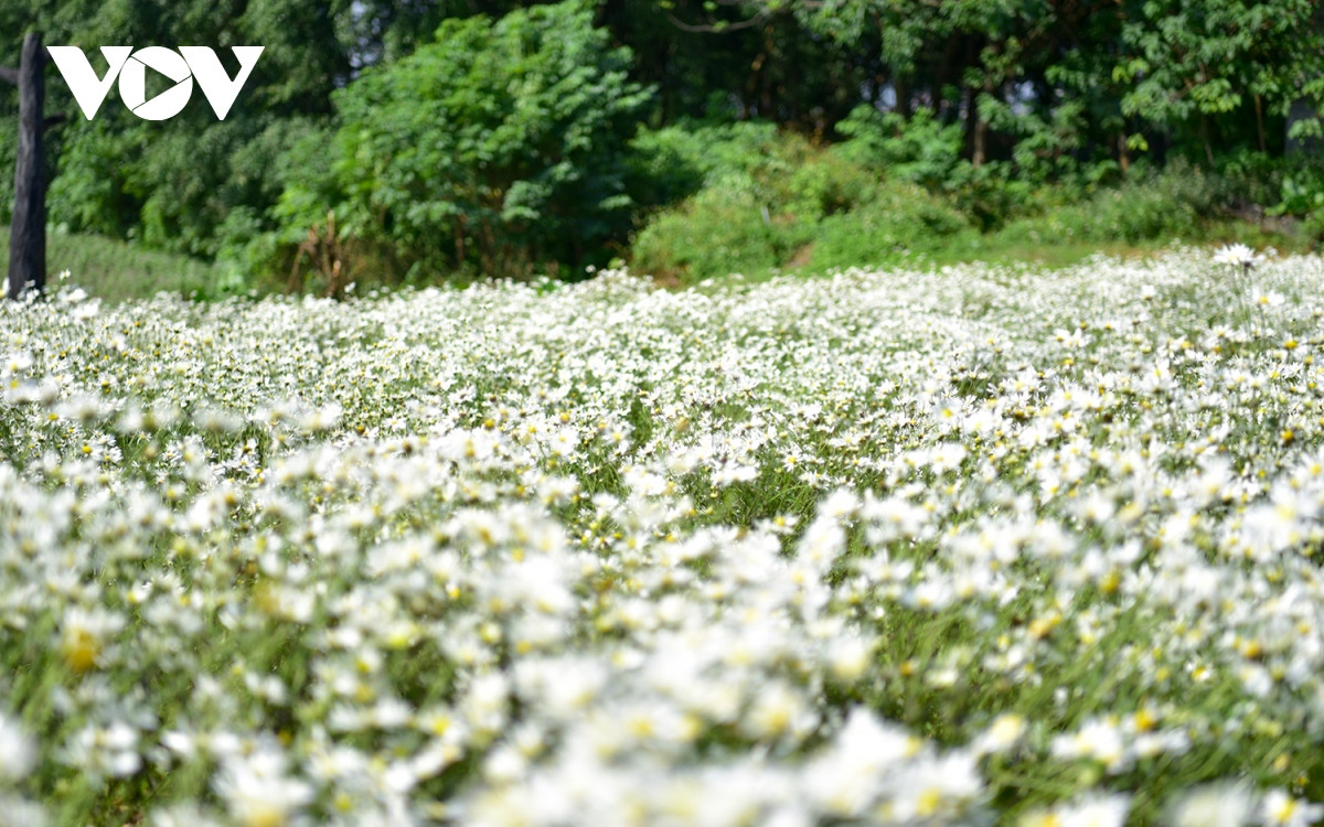Cánh đồng hoa Tây Tựu, thung lũng hoa Hồ Tây, Bãi đá sông Hồng, Thảo nguyên hoa Long Biên… phủ trắng cúc họa mi.