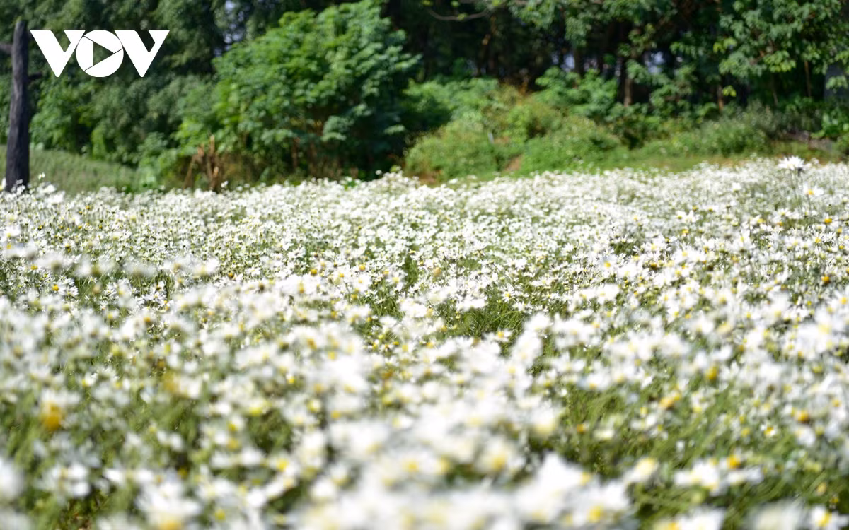 Cánh đồng hoa Tây Tựu, thung lũng hoa Hồ Tây, Bãi đá sông Hồng, Thảo nguyên hoa Long Biên… phủ trắng cúc họa mi.
